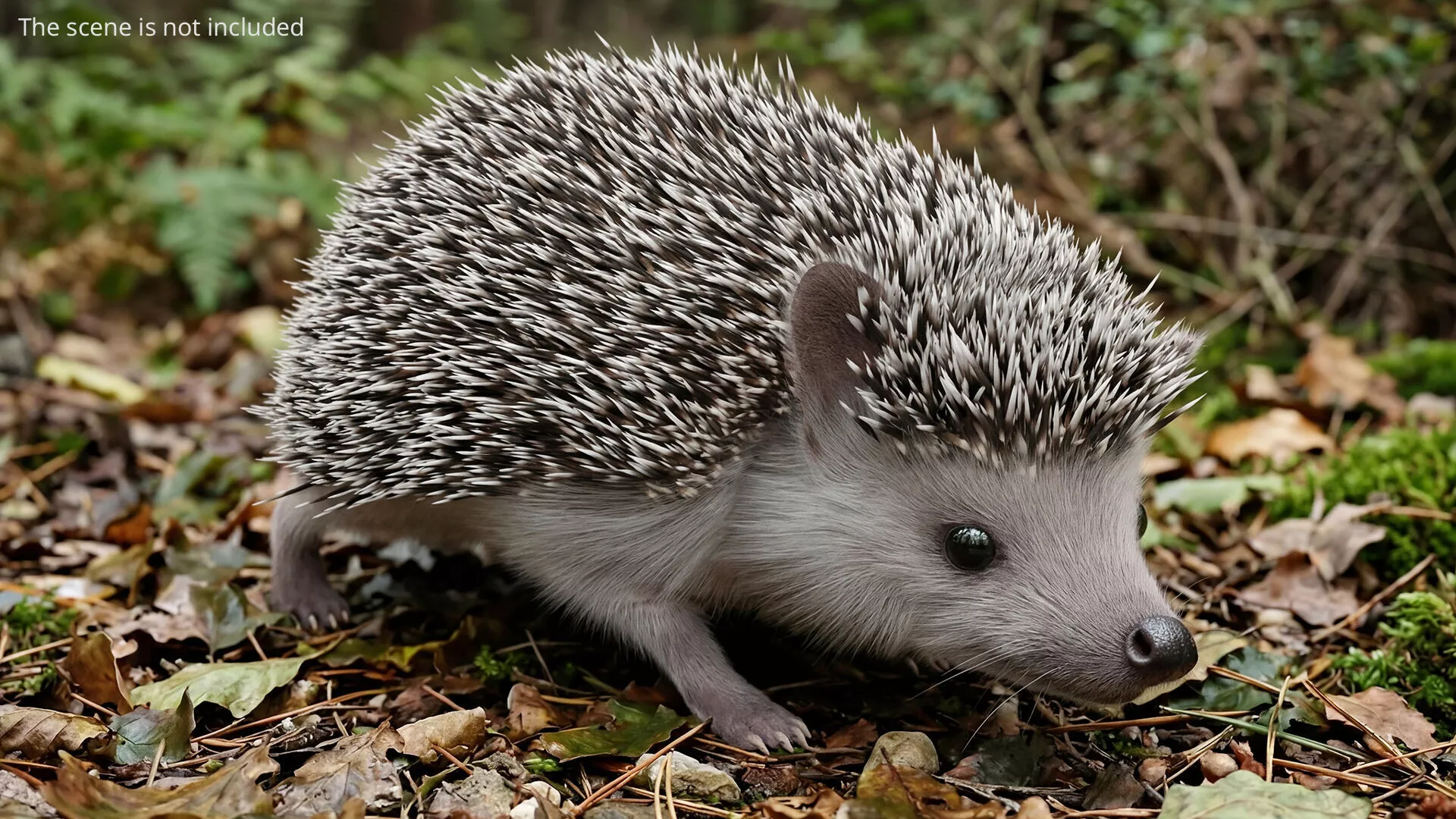 Hedgehog Curling Up Fur Animated Rigged For Maya 3D model