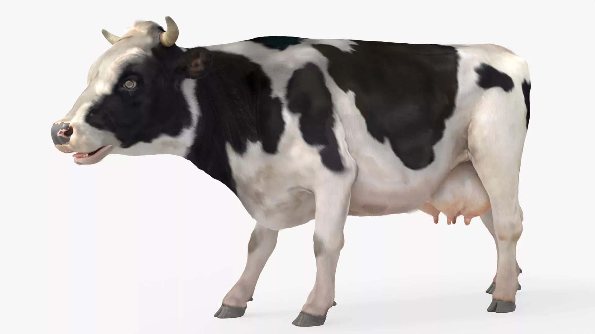 Livestock Cow Walking Animated Rigged Fur For Blender 3D model