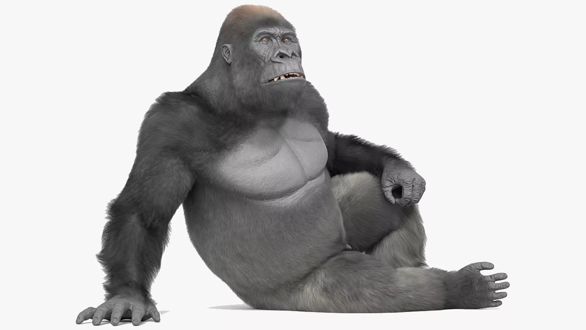 Adult Gorilla Primate Fur Rigged For Blender Animated Set 3D model