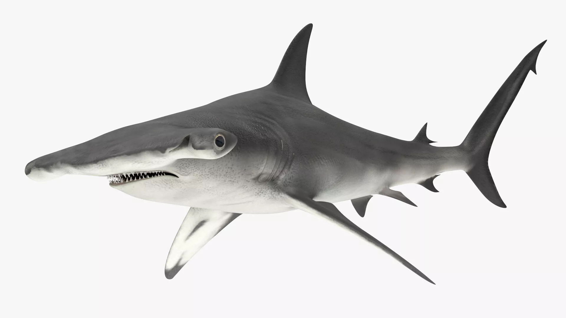 Hammerhead Shark Set Animated Rigged For Maya 3D model
