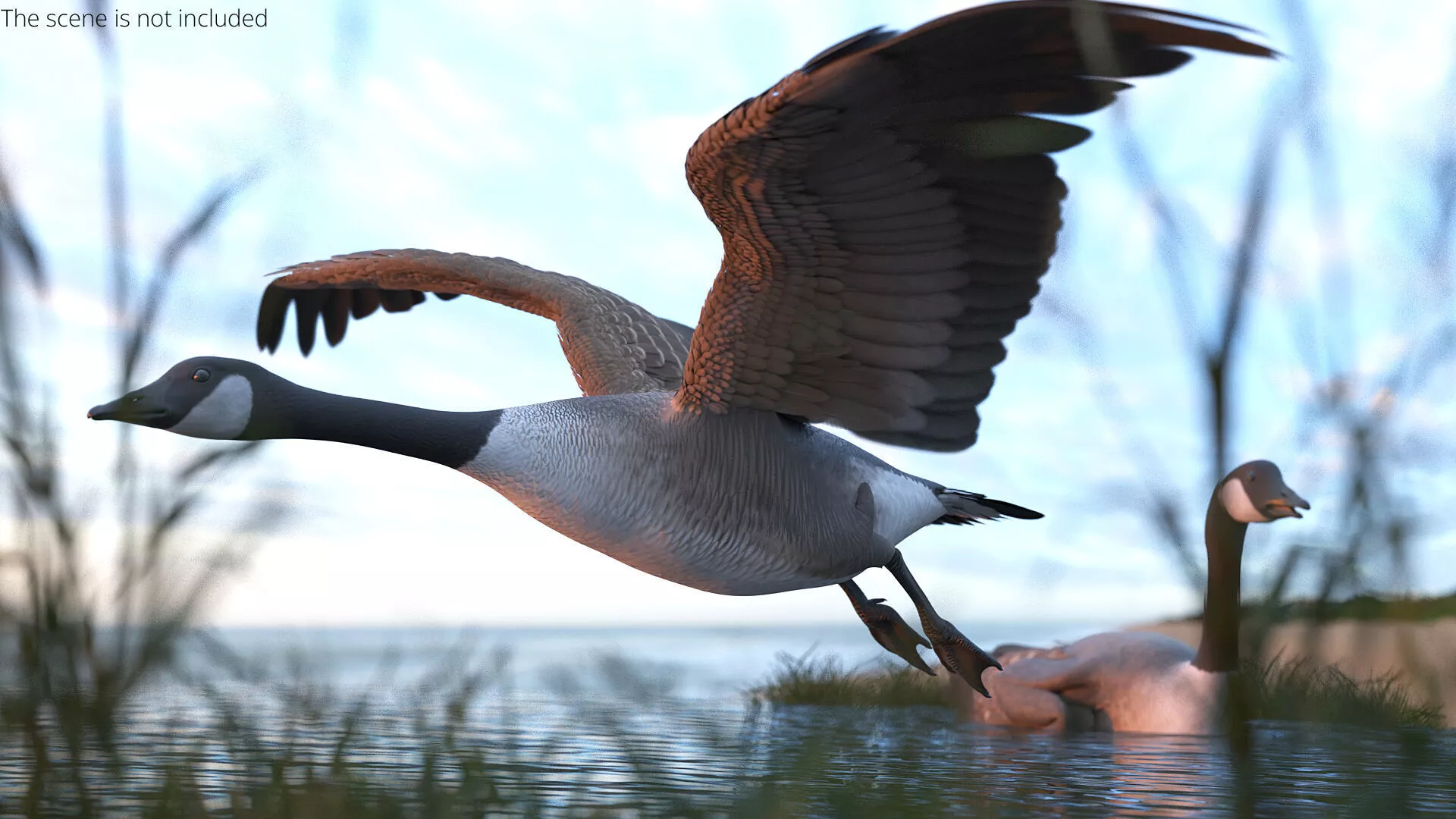 Canada Goose Flying Animated Rigged For Blender 3D model