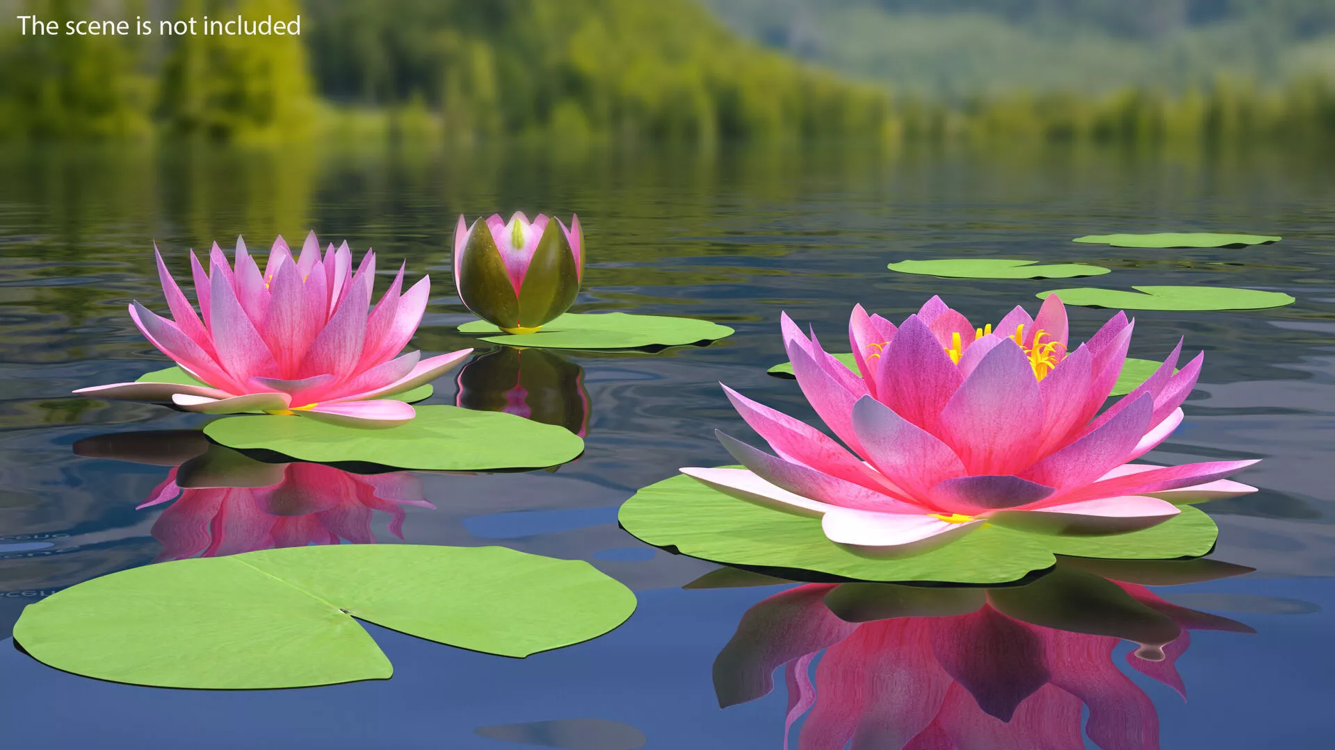 Set of Water Lily Leaves 3D model