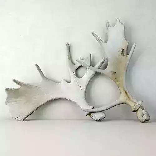 Naturally-Shed Moose Antlers 3D model
