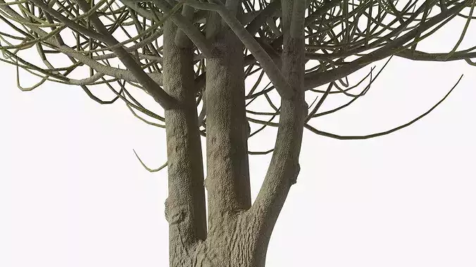 Laurel Barkwood Tree 3D model 7
