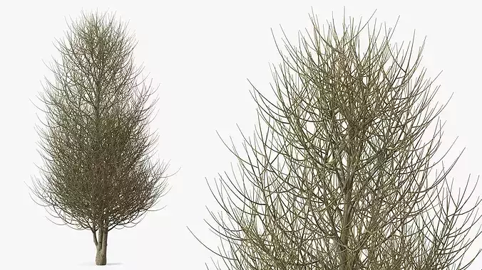 Laurel Barkwood Tree 3D model