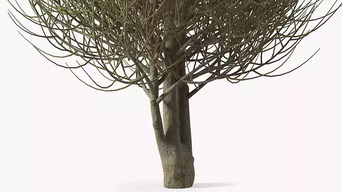 Laurel Barkwood Tree 3D model 6