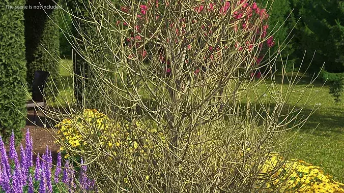 Laurel Barkwood Tree 3D model 4