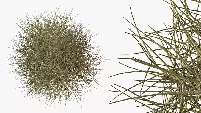 Laurel Barkwood Tree 3D model 5