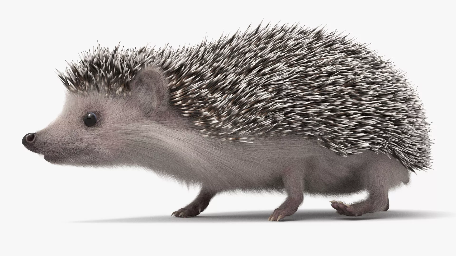 Hedgehog Eating Fur Animated Rigged For Maya 3D model