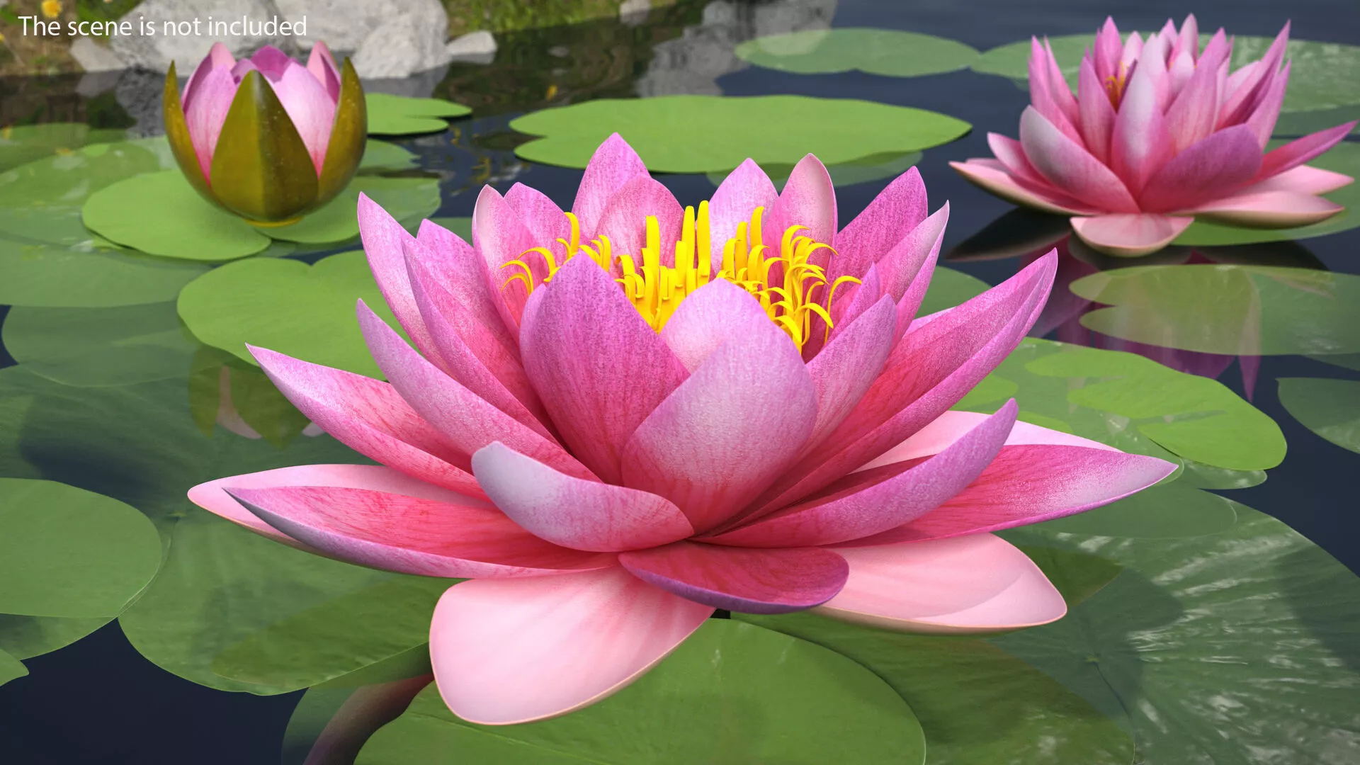 Blooming Nymphaea Siam Violet 3D model