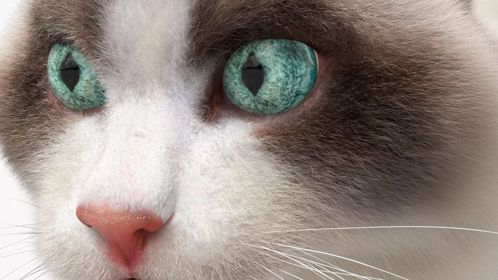 Domestic Cat Fur Rigged For Maya 3D model