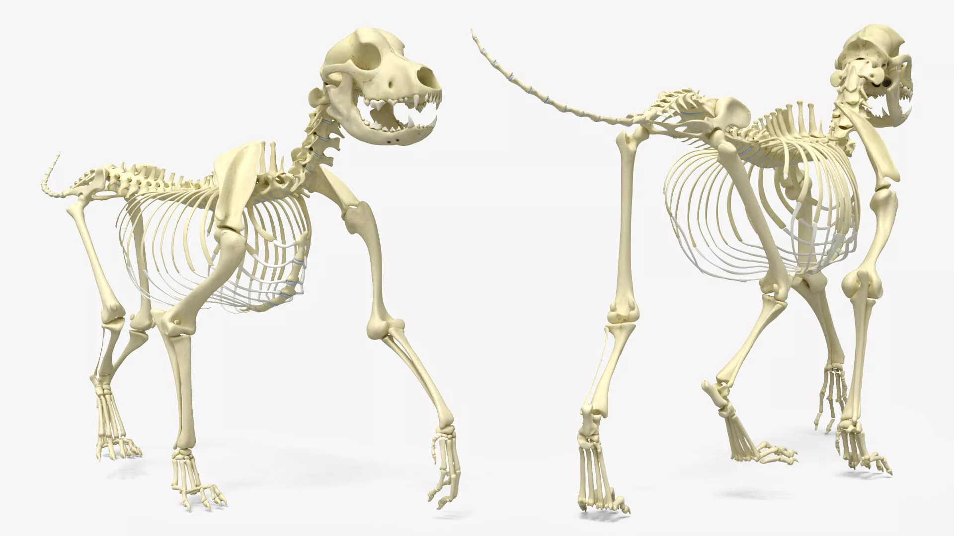 Dog Skeleton Walk Animated Rigged For Maya 3D model