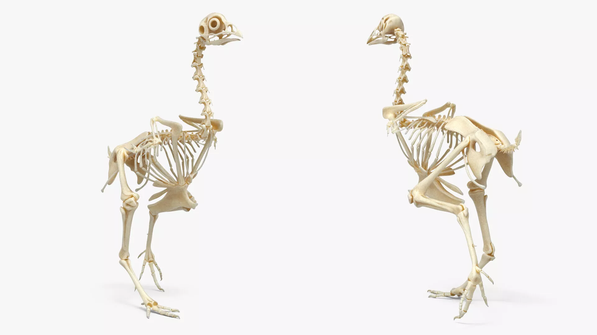 Chicken Skeleton Walking Animated Rigged For Maya 3D model