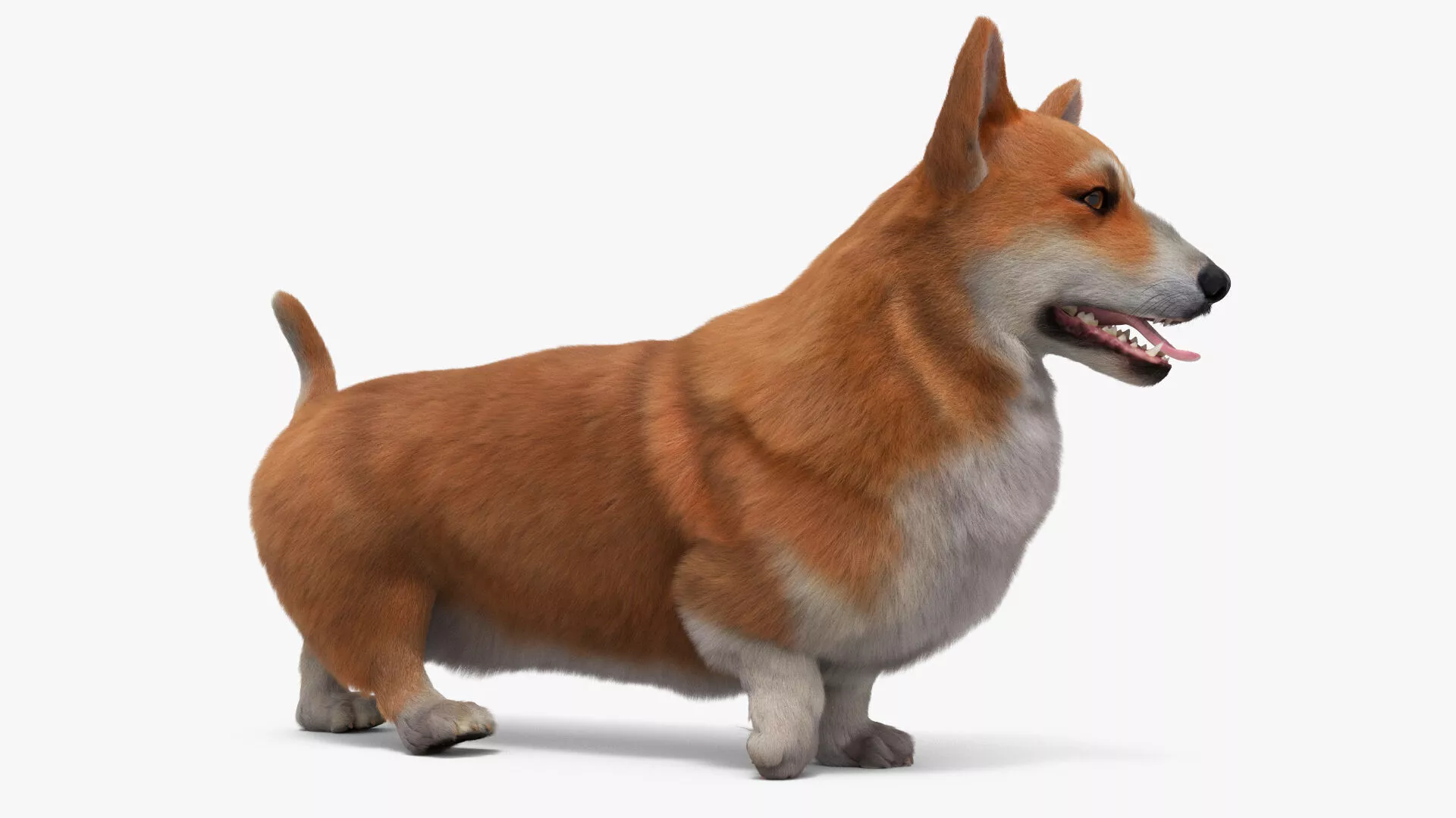 Welsh Corgi Dog Walk Fur Animated Rigged for Maya 3D model