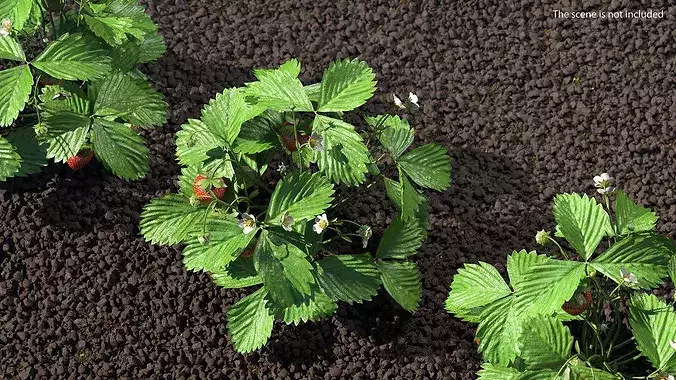 Strawberry Plant Bush with Fruits 3D model 3