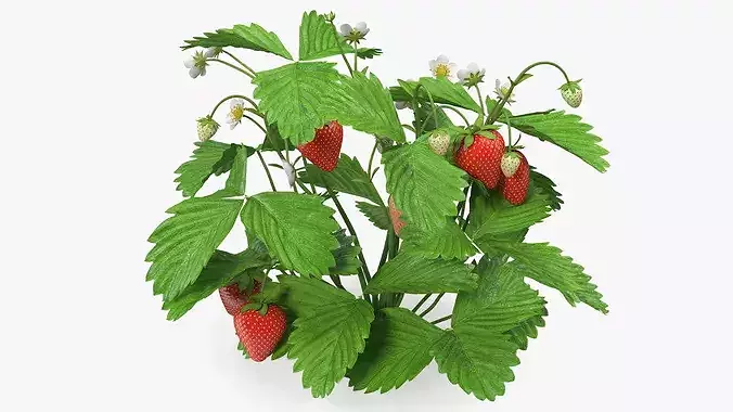 Strawberry Plant Bush with Fruits 3D model