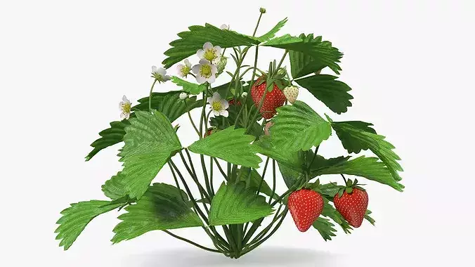 Strawberry Plant Bush with Fruits 3D model 7