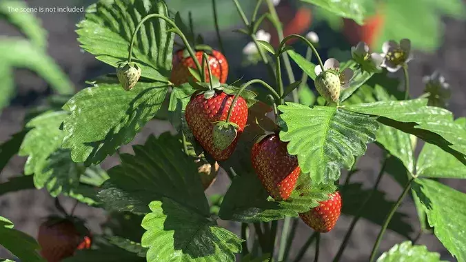 Strawberry Plant Bush with Fruits 3D model 4