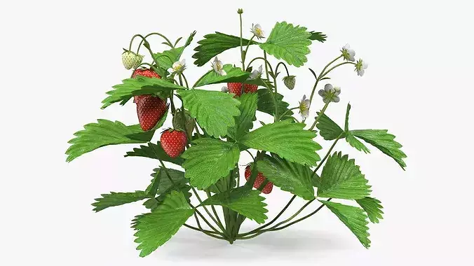 Strawberry Plant Bush with Fruits 3D model 6