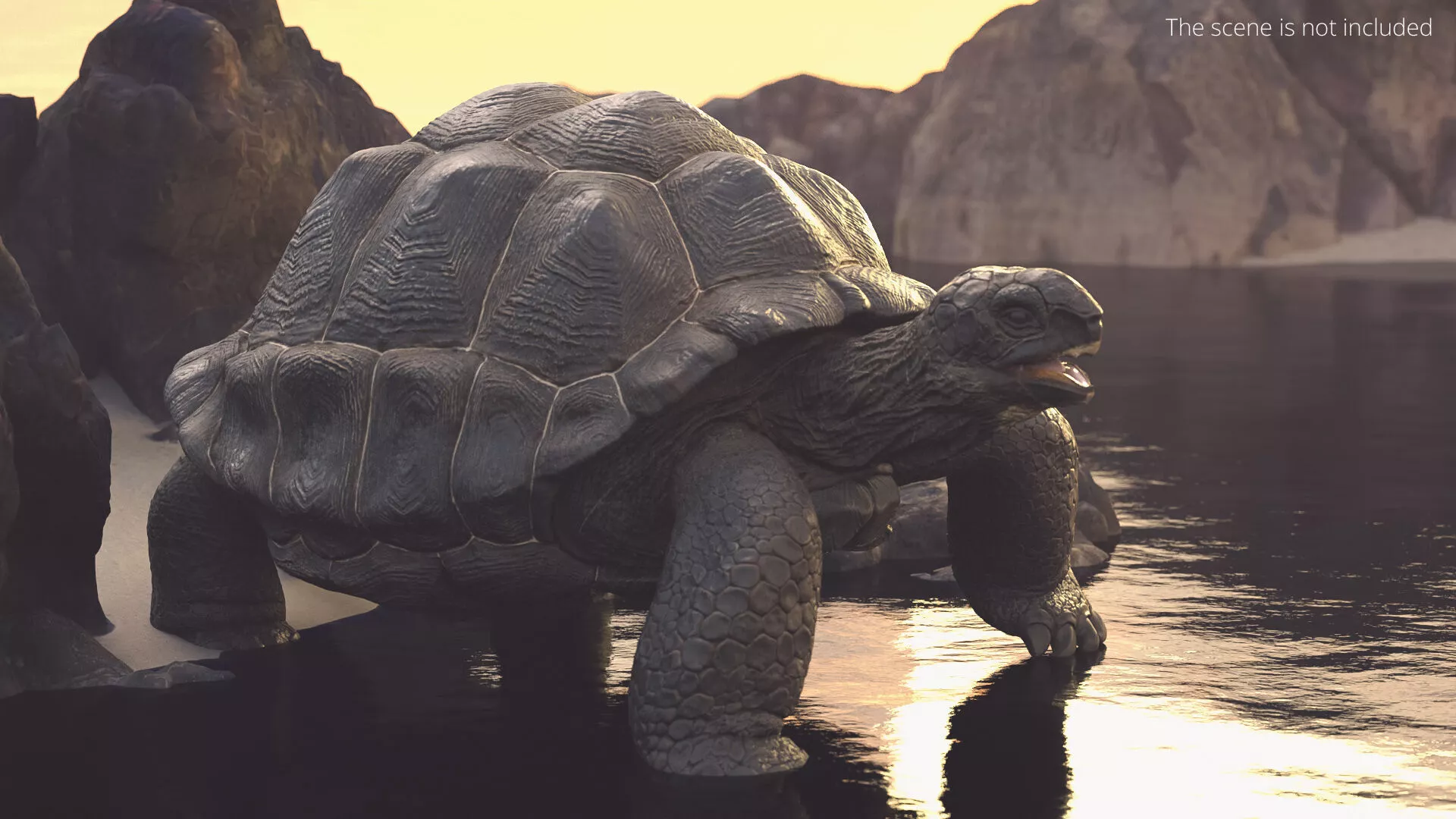 Turtle Chelonoidis Niger Set Animated Rigged 3D model