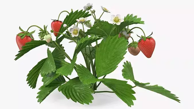 Garden Strawberry Plant Fruiting 3D model 6