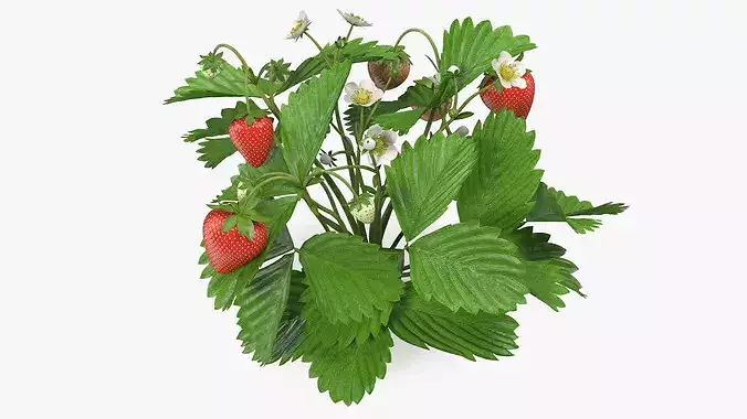 Garden Strawberry Plant Fruiting 3D model