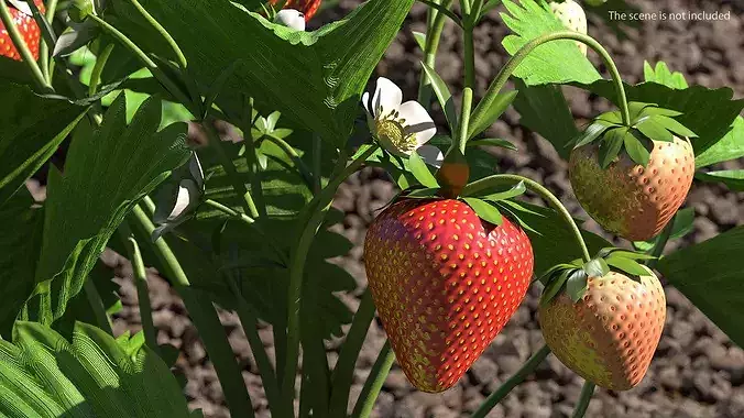 Garden Strawberry Plant Fruiting 3D model 4