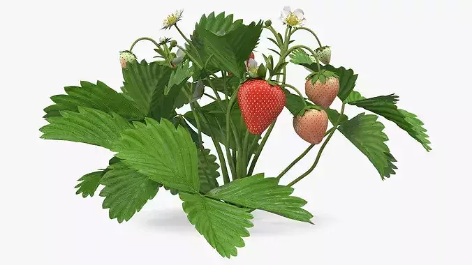 Garden Strawberry Plant Fruiting 3D model 7