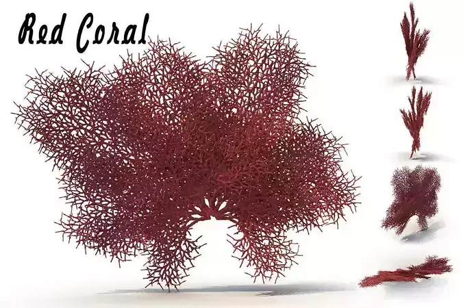 Red Coral 3D model