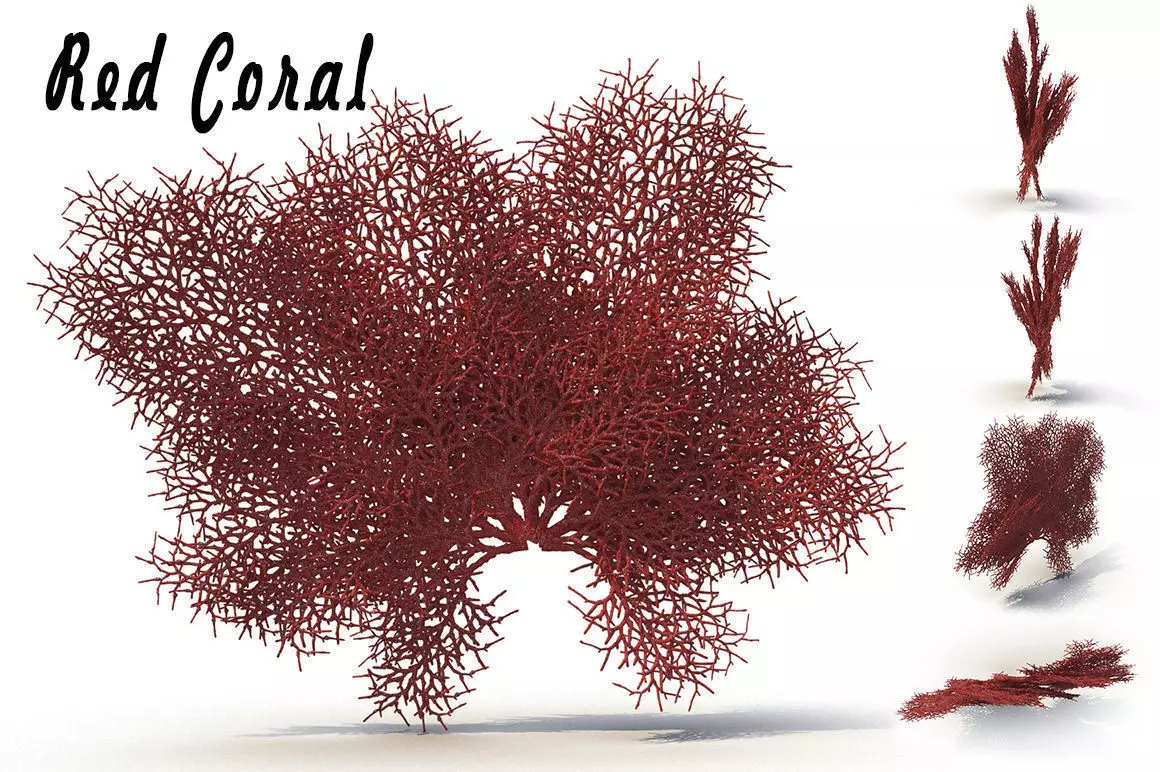 Red Coral 3D model