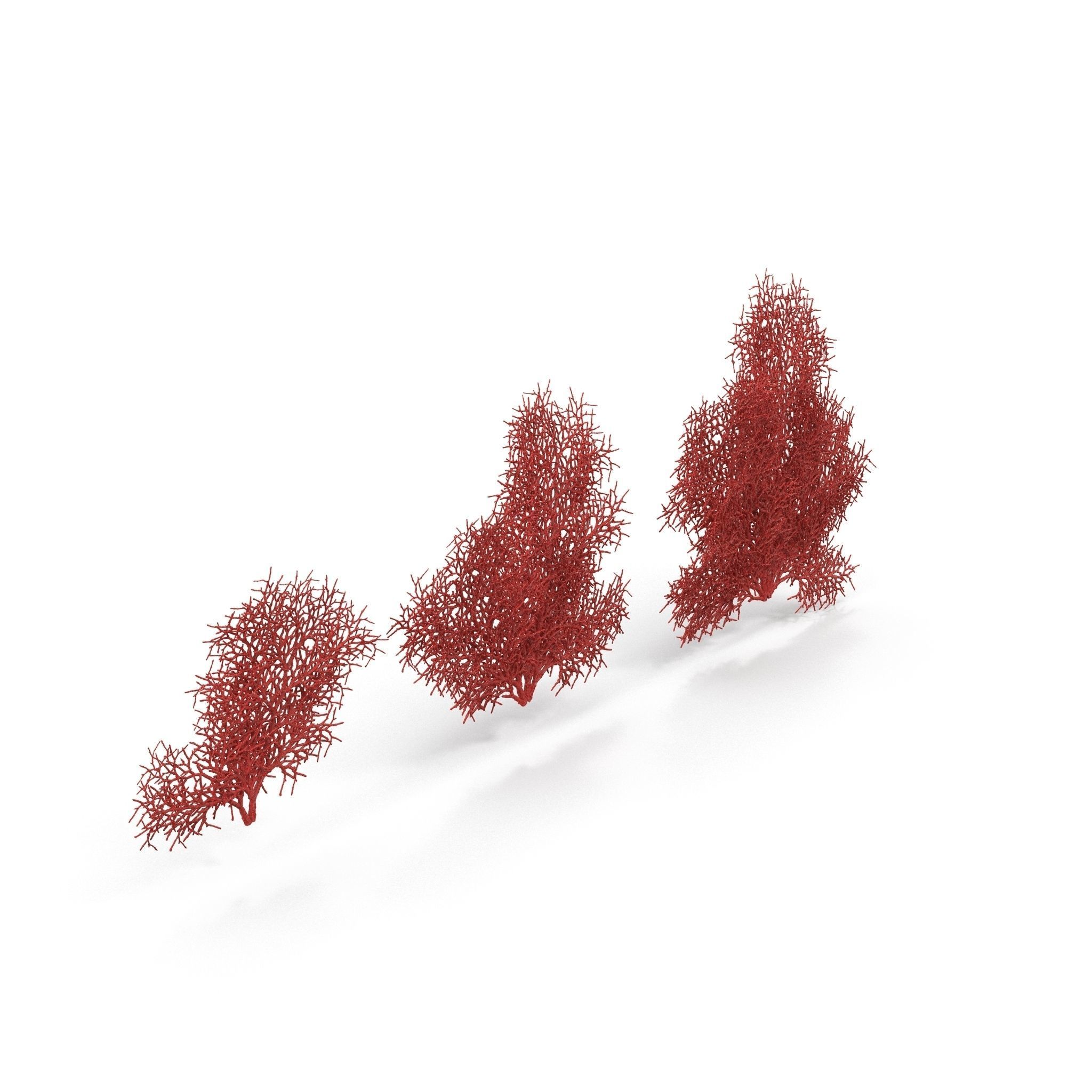 Red Coral 1 3D model_4