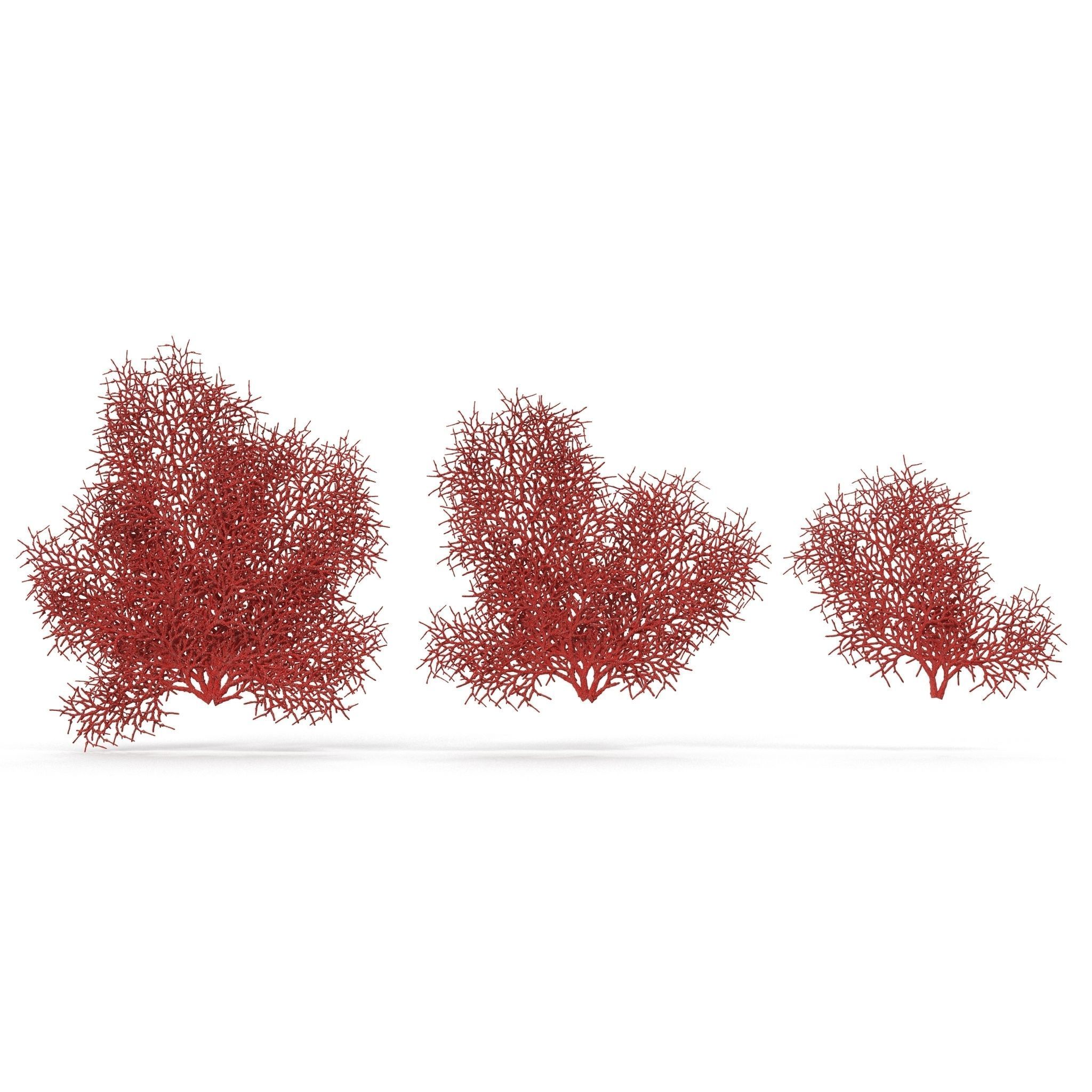Red Coral 1 3D model_6