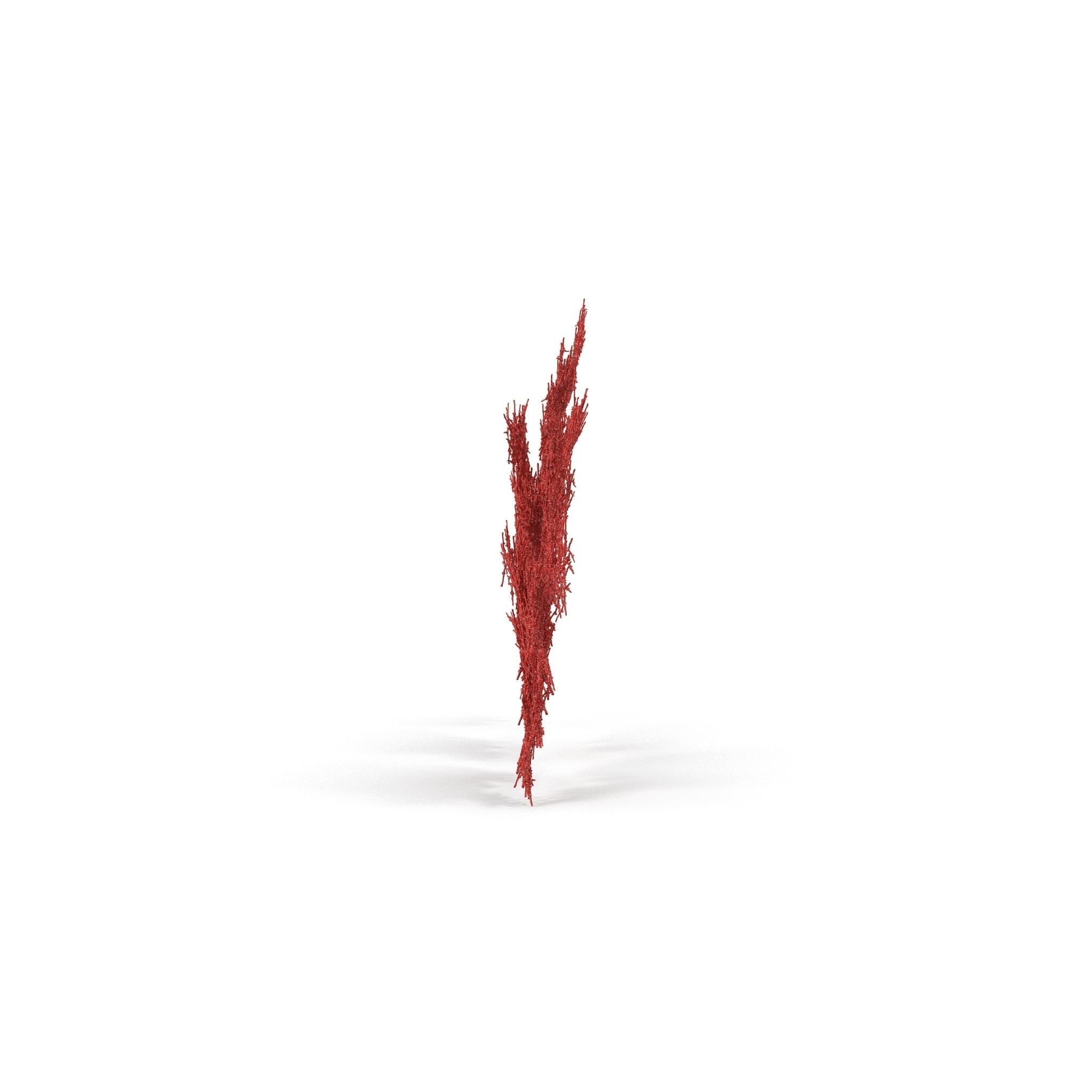 Red Coral 1 3D model_3