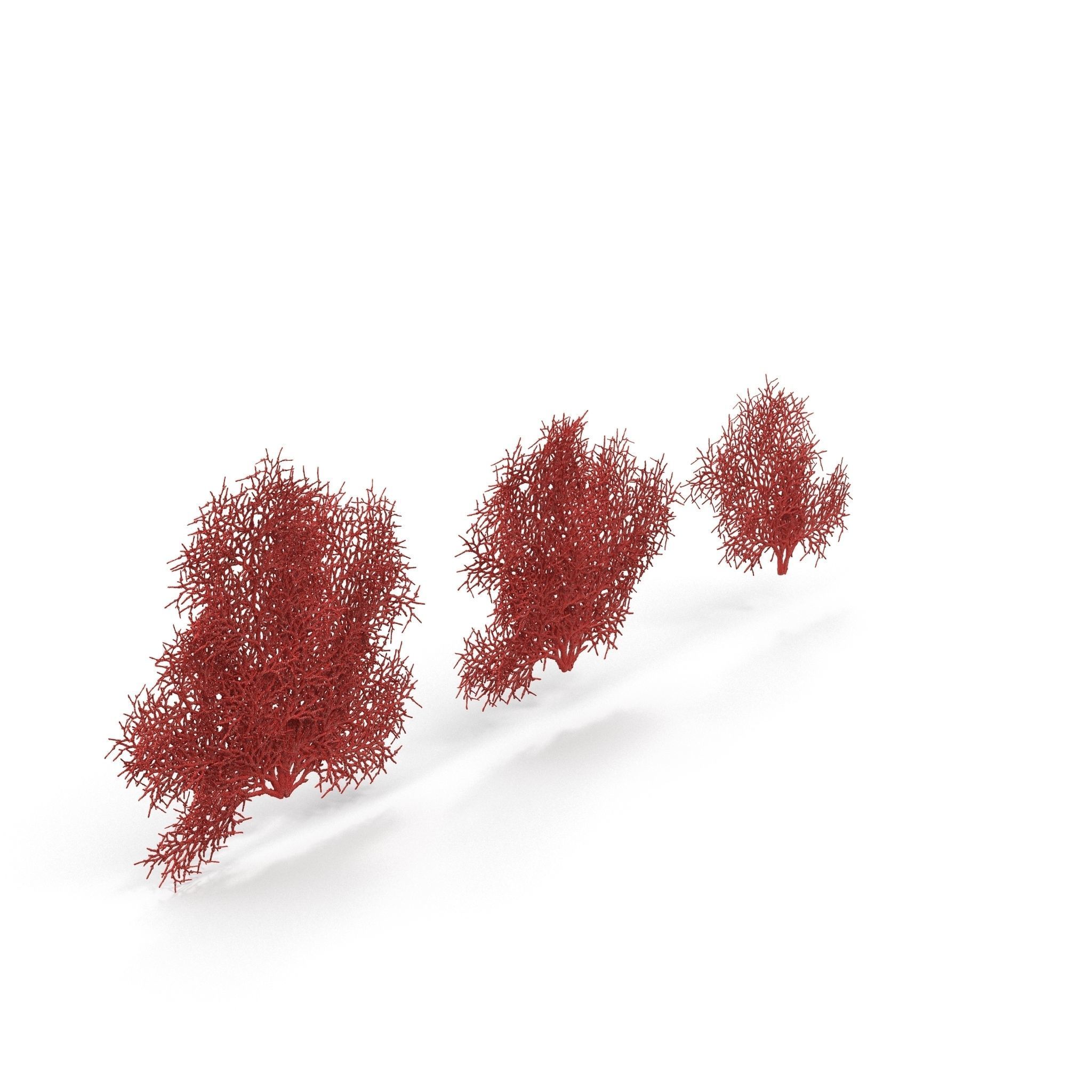 Red Coral 1 3D model_2