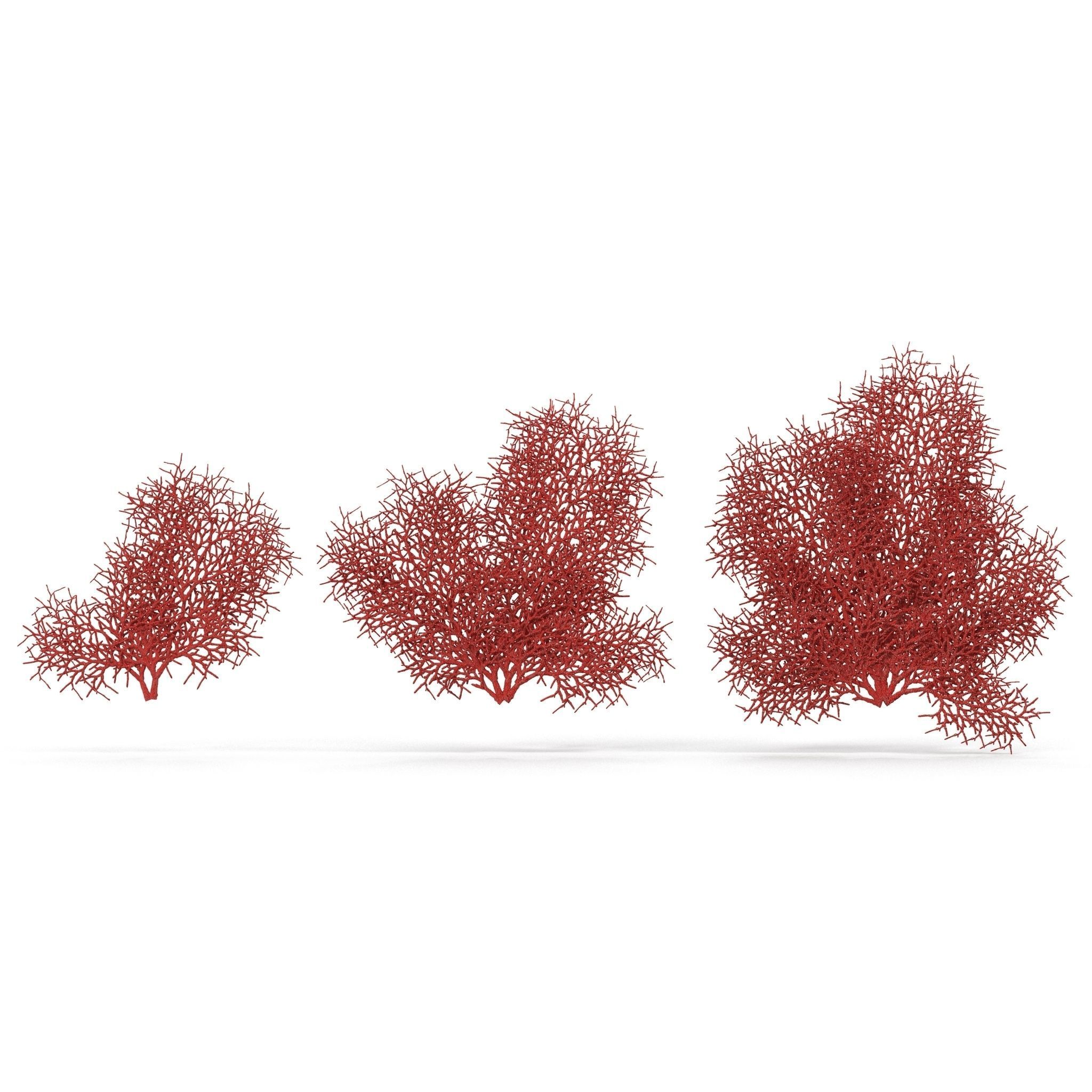 Red Coral 1 3D model_5
