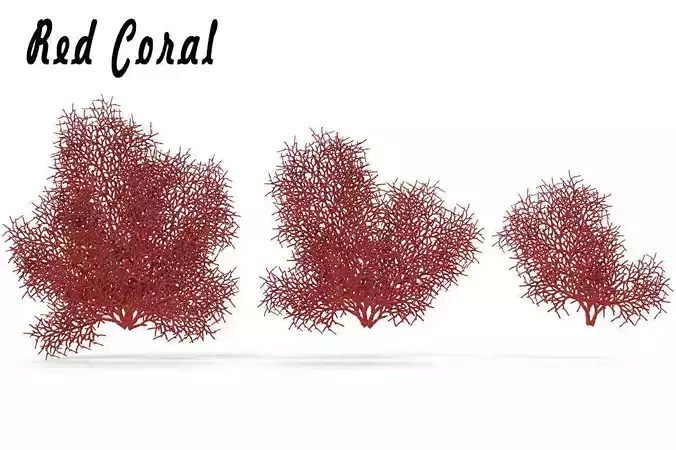Red Coral 1 3D model