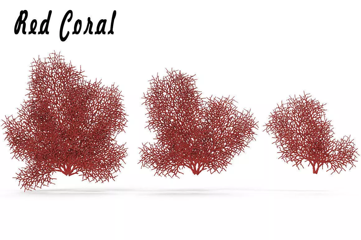 Red Coral 1 3D model_0