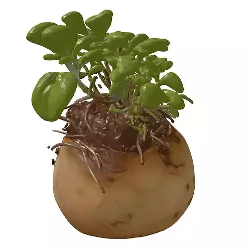 Realistic Sprouted Potato Plant 3D model 6