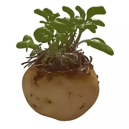 Realistic Sprouted Potato Plant 3D model 7