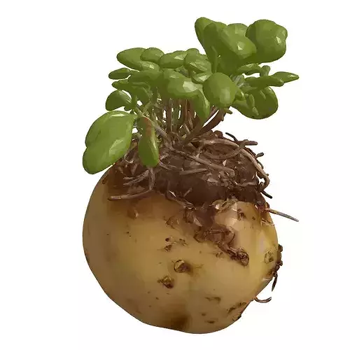 Realistic Sprouted Potato Plant 3D model 4