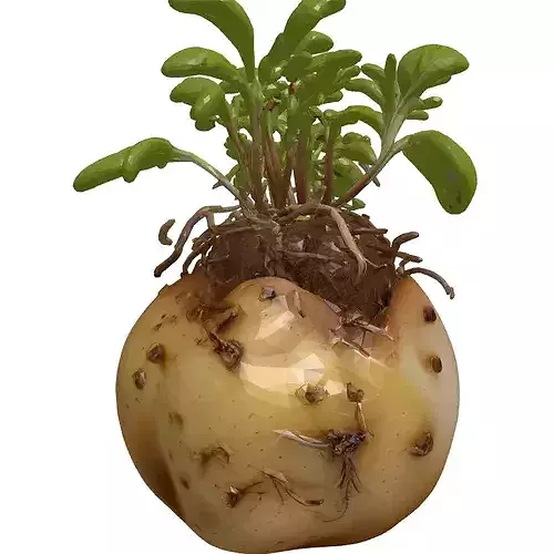 Realistic Sprouted Potato Plant 3D model 5