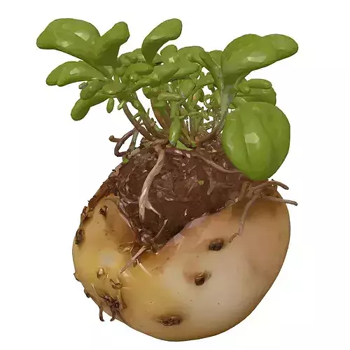 Realistic Sprouted Potato Plant 3D model 3