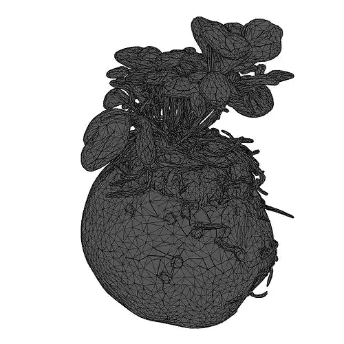 Realistic Sprouted Potato Plant 3D model 2