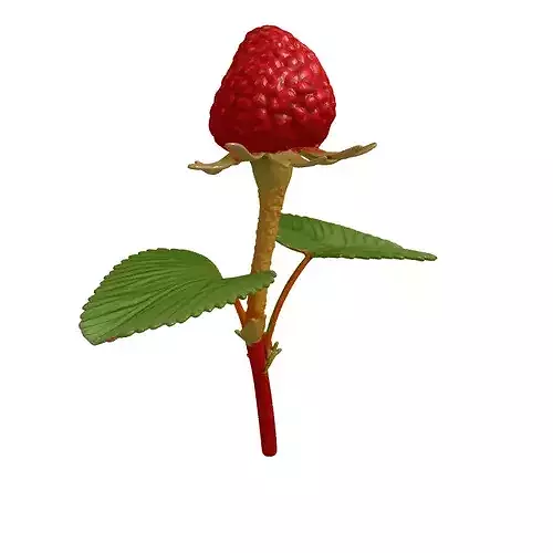 Realistic Wild Berry Plant 3D Model 3D model 4