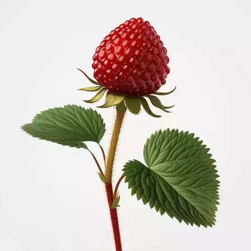 Realistic Wild Berry Plant 3D Model 3D model