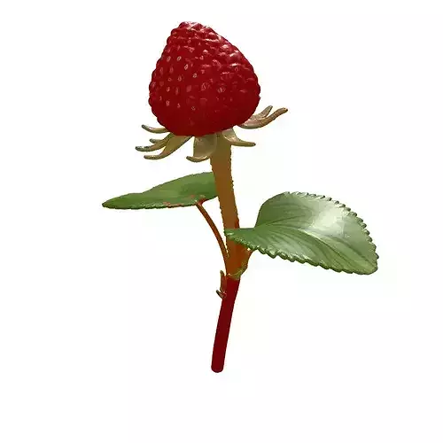 Realistic Wild Berry Plant 3D Model 3D model 7