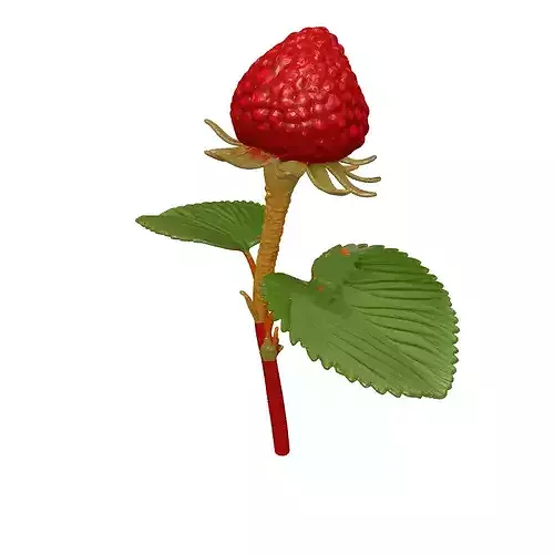 Realistic Wild Berry Plant 3D Model 3D model 3