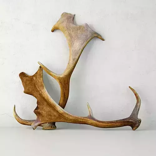 Naturally Shed Fallow Deer Antlers 3D model