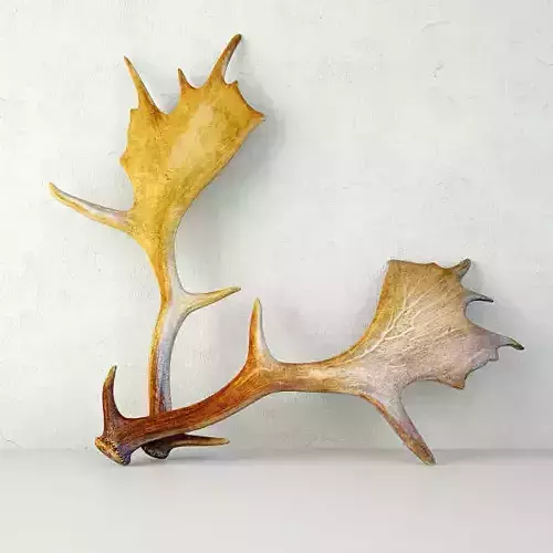 Naturally Shed Moose Antlers 3D model