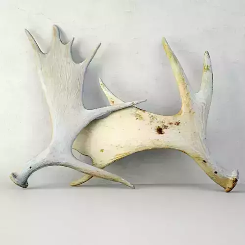 Naturally-Shed Moose Antlers 2 3D model